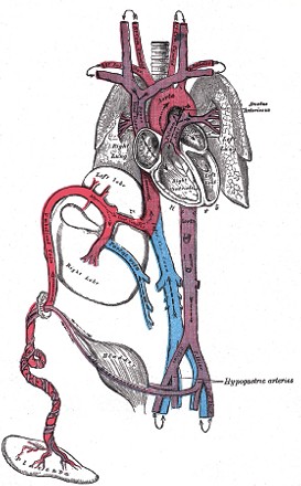 Grayova anatomie, pupečníkové cévy, obr. 502