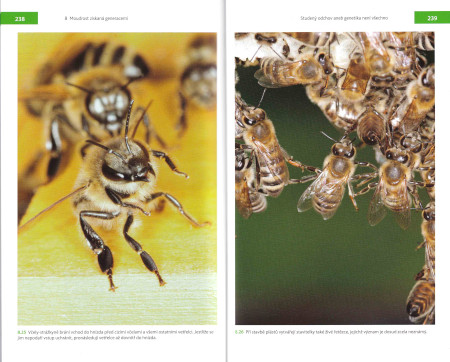 Fenomenální včely, str. 238-239