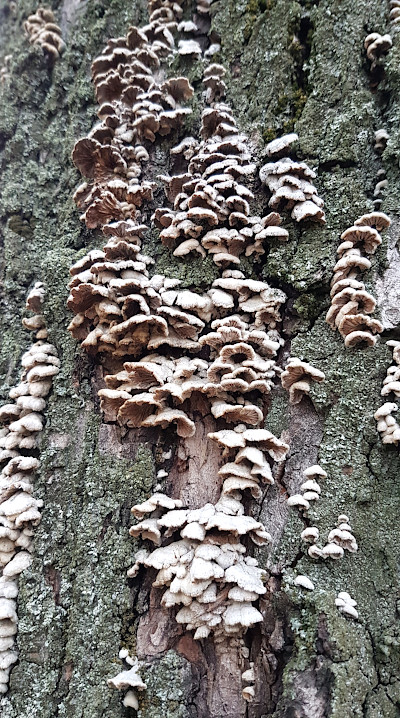 Stromy a vzory 1 - houby