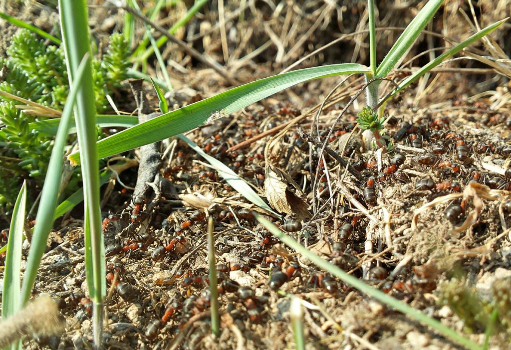 Jarní úklid v mraveništi.